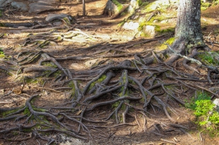 07 acadia national park tree roots